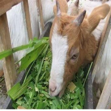 equipment-homemade-chaff-cutter-for-animal